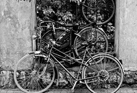 Tulipifera Photography, photographe Poissy
