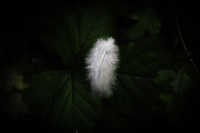 Tulipifera Photography, photographe Poissy
