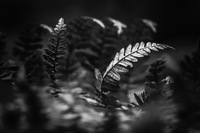 Tulipifera Photography, photographe Poissy