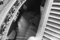 Tulipifera Photography, photographe Poissy