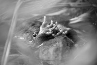 Tulipifera Photography, photographe Poissy