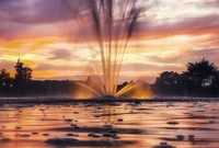 Tulipifera Photography, photographe Poissy