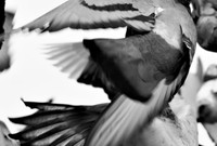 Tulipifera Photography, photographe Poissy