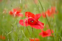 Tulipifera Photography, photographe Poissy