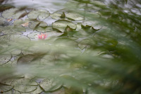 Tulipifera Photography, photographe Poissy