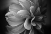 Tulipifera Photography, photographe Poissy