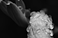 Tulipifera Photography, photographe Poissy