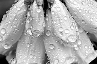 Tulipifera Photography, photographe Poissy