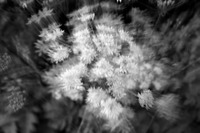 Tulipifera Photography, photographe Poissy