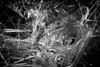 Tulipifera Photography, photographe Poissy