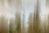 Tulipifera Photography, photographe Poissy