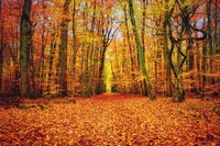Tulipifera Photography, photographe Poissy