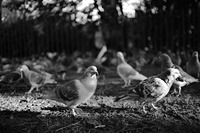 Tulipifera Photography, photographe Poissy