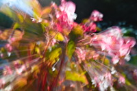 Tulipifera Photography, photographe Poissy
