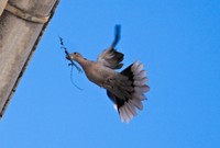 Tulipifera Photography, photographe Poissy