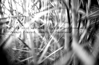 Tulipifera Photography, photographe Poissy